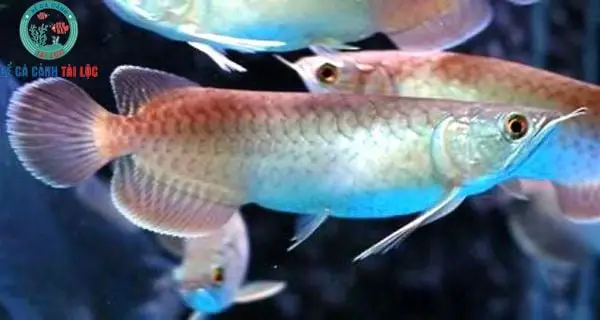 mua cá rồng size nhỏ mua cá rồng size nhỏ