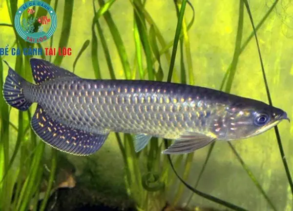 mua cá rồng size nhỏ mua cá rồng size nhỏ
