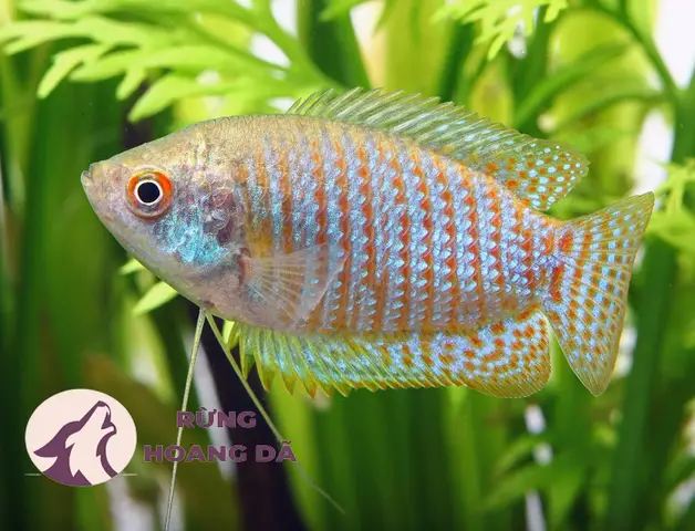 mua cá sặc gấm ở đâu mua cá sặc gấm ở đâu