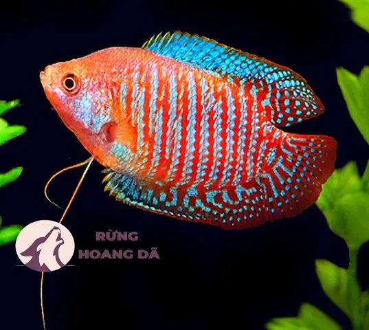 mua cá sặc gấm ở đâu mua cá sặc gấm ở đâu