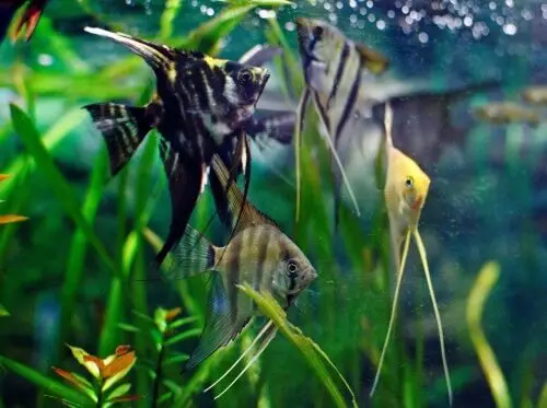 mua cá thần tiên ở hà nội mua cá thần tiên ở hà nội