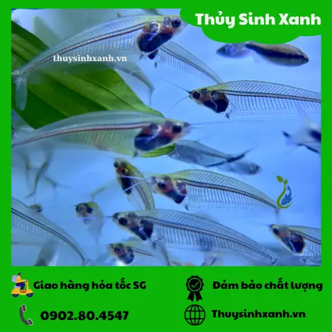 mua cá thủy tinh mua cá thủy tinh