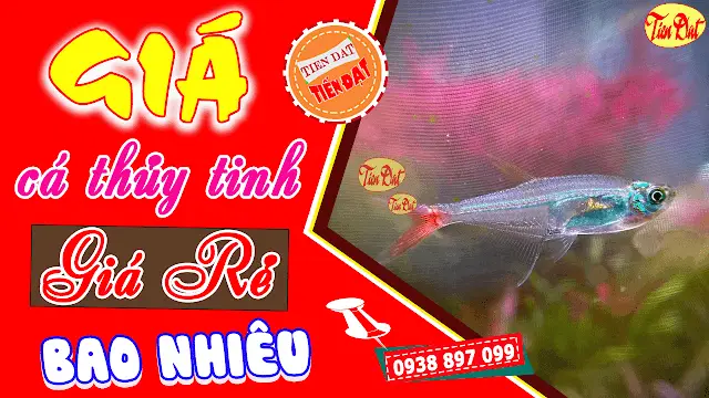 mua cá thủy tinh mua cá thủy tinh