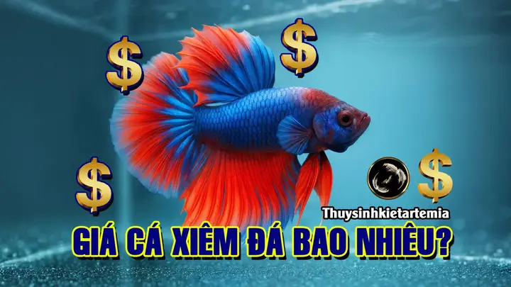 Mua Cá Xiêm Đá: Cẩm Nang Chọn Lựa, Giá Và Nơi Bán Uy Tín mua cá xiêm đá