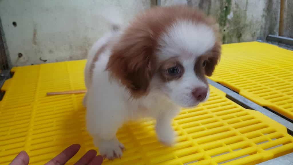 Những giống chó cảnh phổ biến dưới 1 triệu