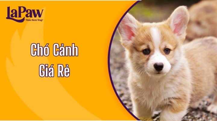 Cách lựa chọn chó cảnh phù hợp với ngân sách