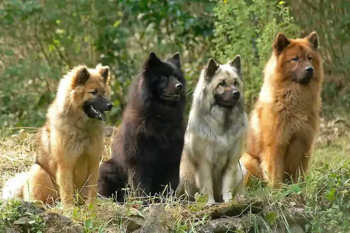 Kinh Nghiệm Toàn Diện Khi Mua Chó Samoyed Lai Husky: Từ A-Z Kinh Nghiệm Toàn Diện Khi Mua Chó Samoyed Lai Husky: Từ A-Z