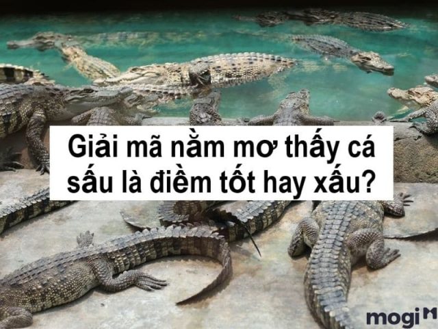Các diễn giải phổ biến về giấc mơ thấy cá sấu