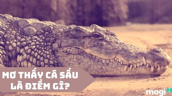 Tâm lý học và giấc mơ thấy cá sấu