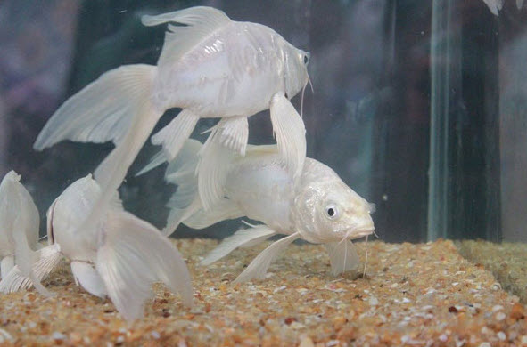 Giải Mã Giấc Mơ Nằm Thấy Cá Trắng