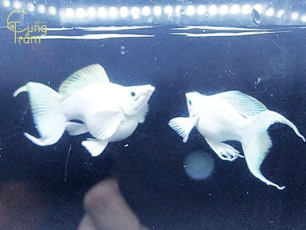 Những Tình Huống Khác Nhau Khi Nằm Mơ Thấy Cá Trắng