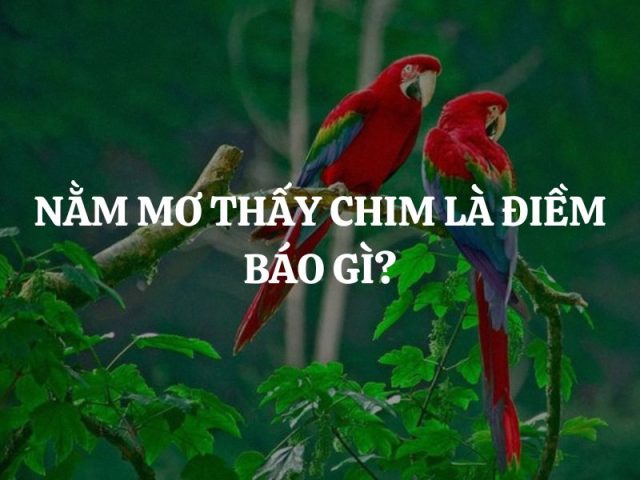 Tâm lý học về giấc mơ thấy chim