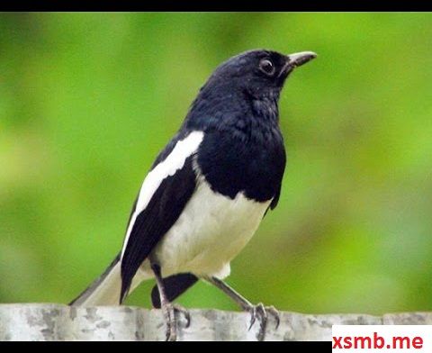 Các cách giải mã giấc mơ thấy chim phổ biến