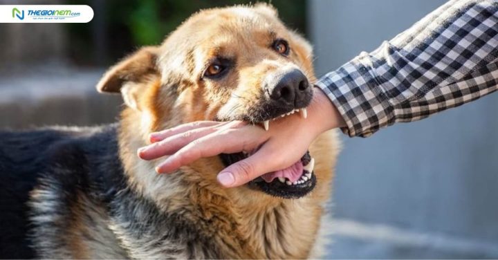 Nằm mơ thấy chó cắn có ý nghĩa gì?