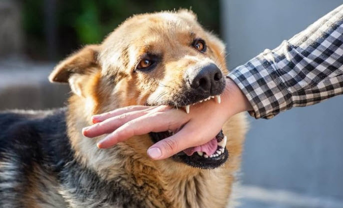 Giải mã giấc mơ thấy chó cắn vào tay không chảy máu