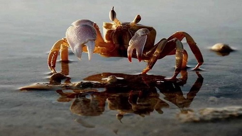 Nằm Mơ Thấy Cua Đánh Số Gì? Ý Nghĩa Giấc Mơ Và Dự Đoán Số May Mắn Tại sao giấc mơ thấy cua lại quan trọng?