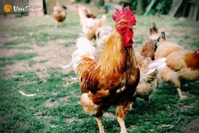 Nằm mơ thấy gà đánh con gì? Ý nghĩa giấc mơ và số đề liên quan