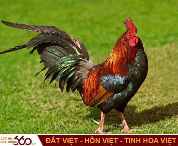 Những con số may mắn khi nằm mơ thấy gà