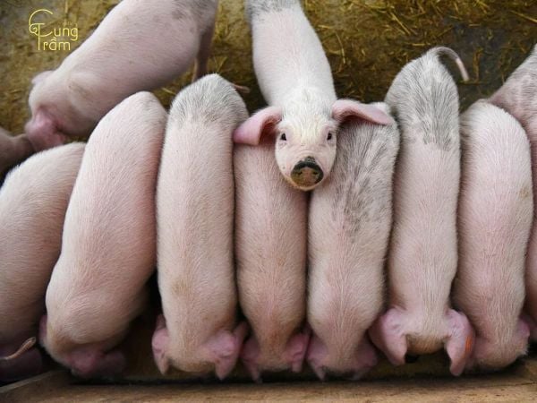 Ý nghĩa tâm linh của giấc mơ thấy heo con