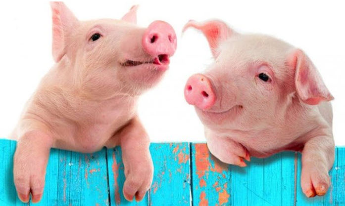 Cách giải mã giấc mơ thấy heo con theo từng tình huống