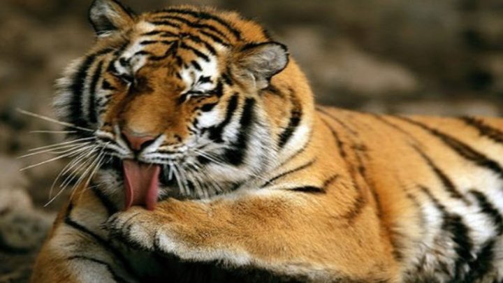 Giải mã giấc mơ thấy hổ theo từng bối cảnh