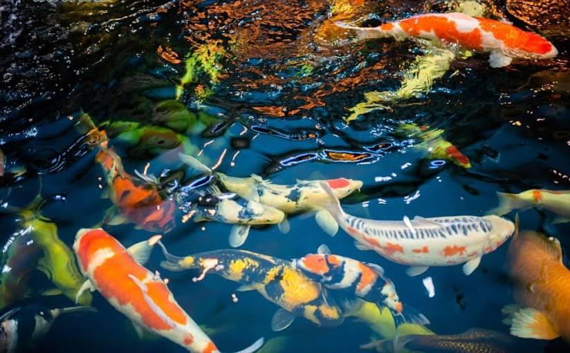 Giải Mã Giấc Mơ Thấy Nhiều Cá Bơi Trong Nước