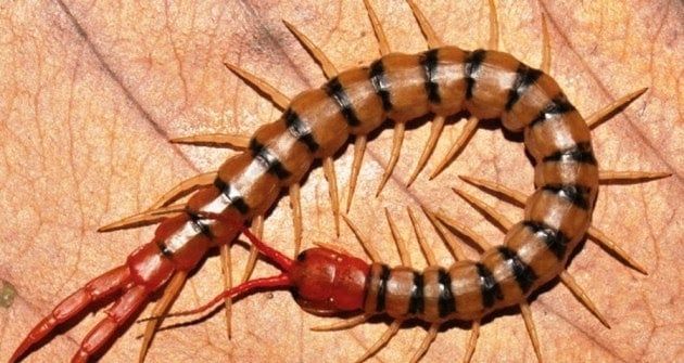 Nằm mơ thấy rết có ý nghĩa gì?