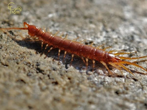 Liên hệ giữa giấc mơ thấy rết và thực tế cuộc sống