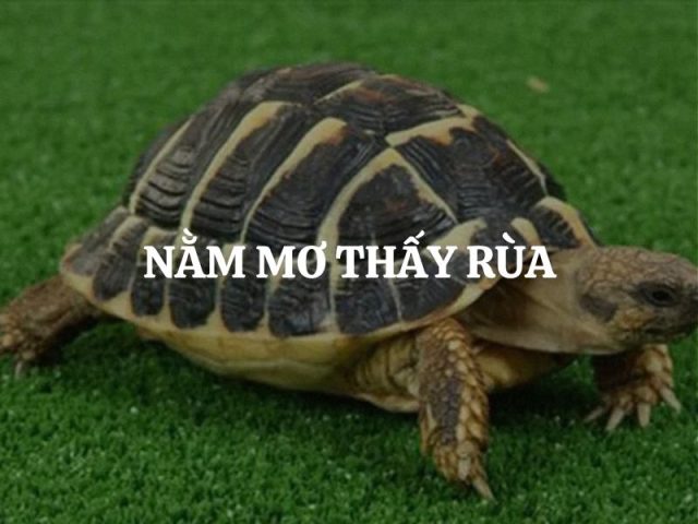 Nằm mơ thấy rùa có ý nghĩa gì?