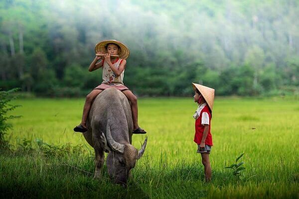 Nằm mơ thấy trâu có ý nghĩa gì?