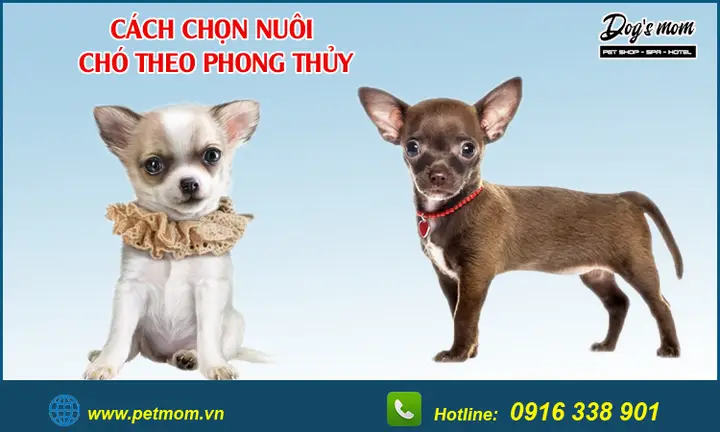 nên nuôi chó màu gì