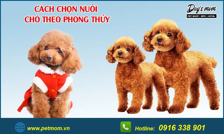 ý nghĩa phong thủy khi chọn chó theo màu lông