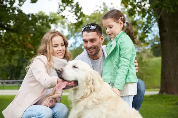gợi ý chọn chó theo màu lông và điều kiện chăm sóc