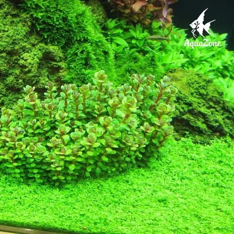 ngôi nhà trang trí bể cá ngôi nhà trang trí bể cá
