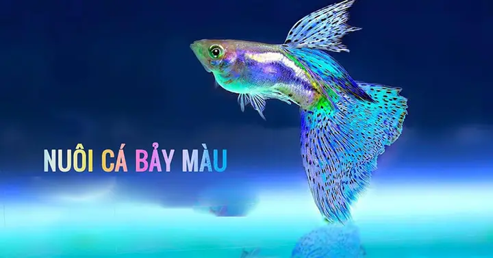 nguồn gốc cá bảy màu nguồn gốc cá bảy màu