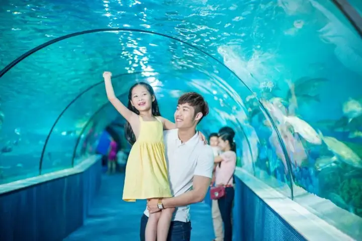nguồn gốc cá bảy màu nguồn gốc cá bảy màu