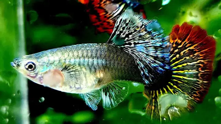 nguồn gốc cá bảy màu nguồn gốc cá bảy màu