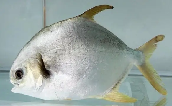 nguồn gốc cá chim trắng nguồn gốc cá chim trắng