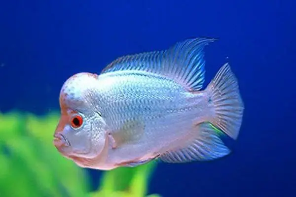 nguồn gốc cá la hán nguồn gốc cá la hán