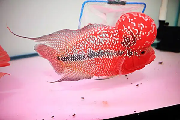 nguồn gốc cá la hán nguồn gốc cá la hán