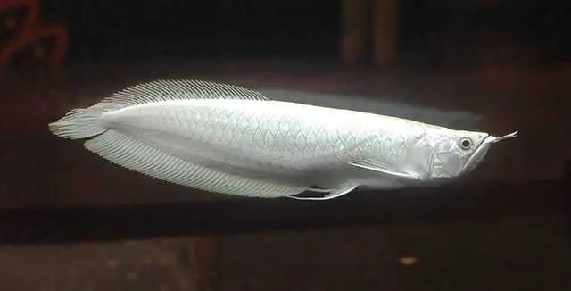 nguồn gốc cá rồng nguồn gốc cá rồng