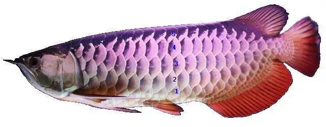 nguồn gốc cá rồng nguồn gốc cá rồng