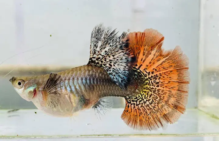 nhận biết cá 7 màu mang thai