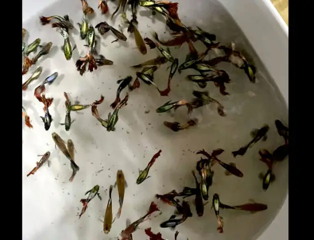nhận biết cá 7 màu mang thai