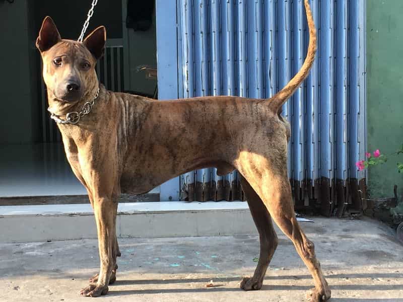 Cách Nhận Biết Chó Pitbull Thuần Chủng: Cẩm Nang Toàn Diện Từ A-Z