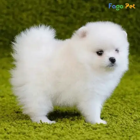 Dịch Vụ Nhận Phối Giống Chó Phốc Sóc: Cẩm Nang Toàn Diện Cho Chủ Nuôi Thông Thái Dịch Vụ Nhận Phối Giống Chó Phốc Sóc: Cẩm Nang Toàn Diện Cho Chủ Nuôi Thông Thái