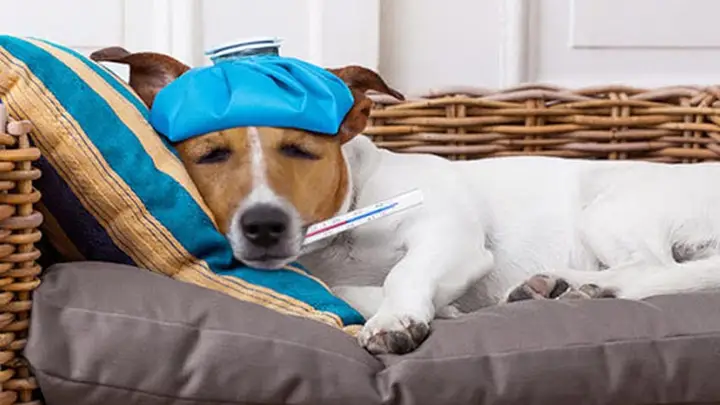 Nhiệt độ chó bị sốt: Tìm hiểu ngưỡng bình thường của thân nhiệt cún cưng nhiệt độ chó bị sốt