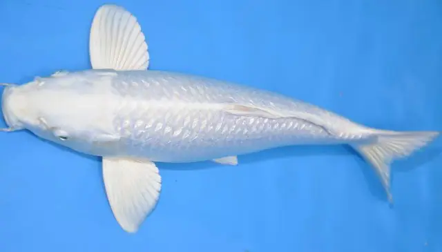 những con cá đẹp những con cá đẹp