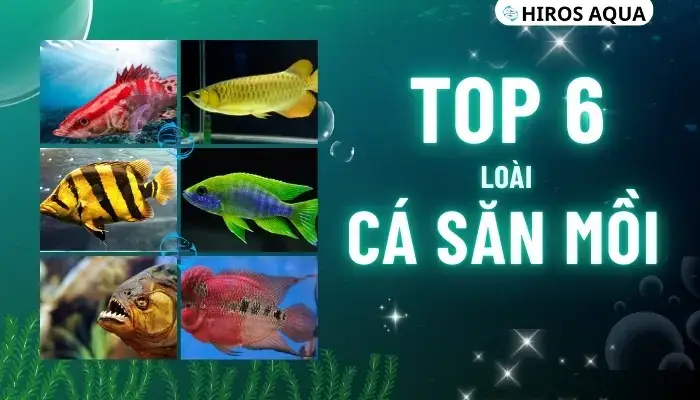 những loài cá săn mồi nước ngọt những loài cá săn mồi nước ngọt