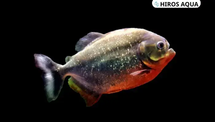 những loài cá săn mồi nước ngọt những loài cá săn mồi nước ngọt